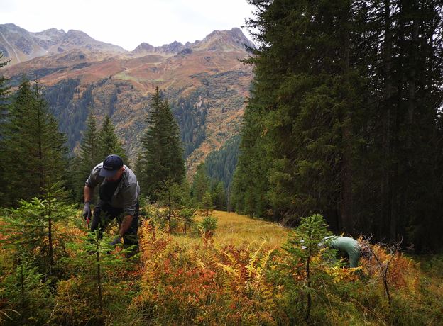 Vielfaltertag im Europaschutzgebiet Verwall - Im Einsatz für Bergwaldvögel