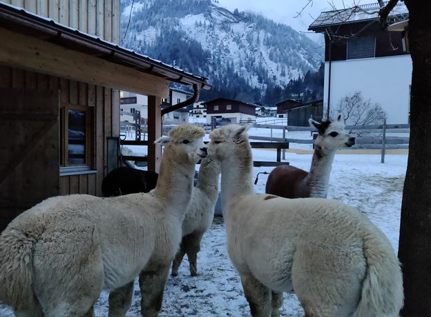 Alpaka Wanderung - Arlberg Alpaka